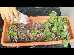Lee más sobre el artículo ¿Son las enfermedades fúngicas de las plantas tan aterradoras?